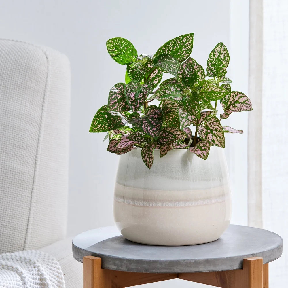 Ceramic Planter With Drainage Holes For Indoor Outdoor Plants