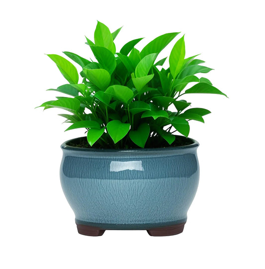 Ceramic Garden Planter Pots With Drainage Holes For Indoor Plants